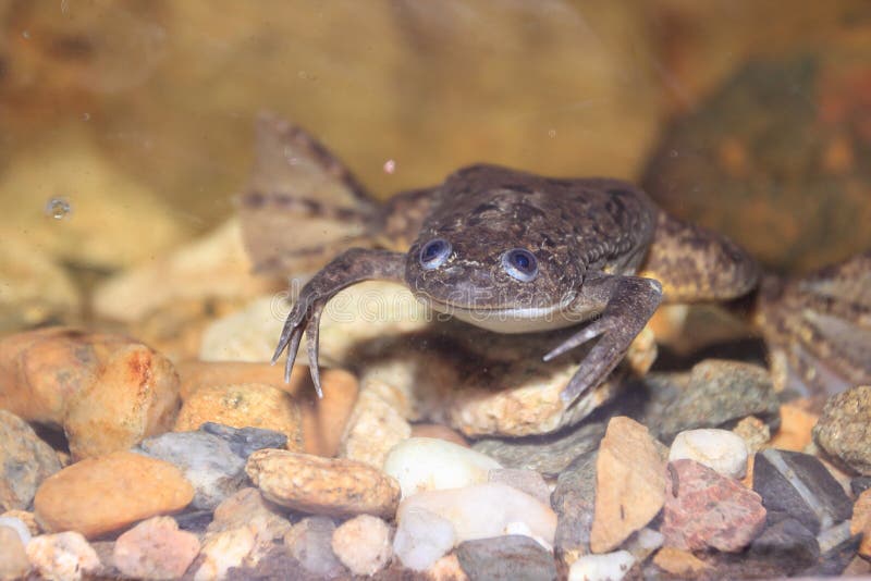 African clawed frog. In water royalty free stock images