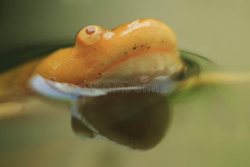 African clawed frog. The detail of african clawed frog in water stock photography
