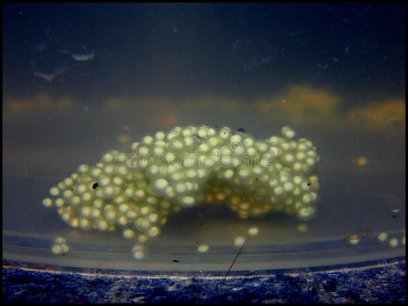 African clawed frog eggs. Eggs of african clawed frogs Xenopus Laevis stock photography