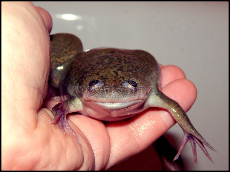 African clawed frog. S Xenopus Laevis stock image