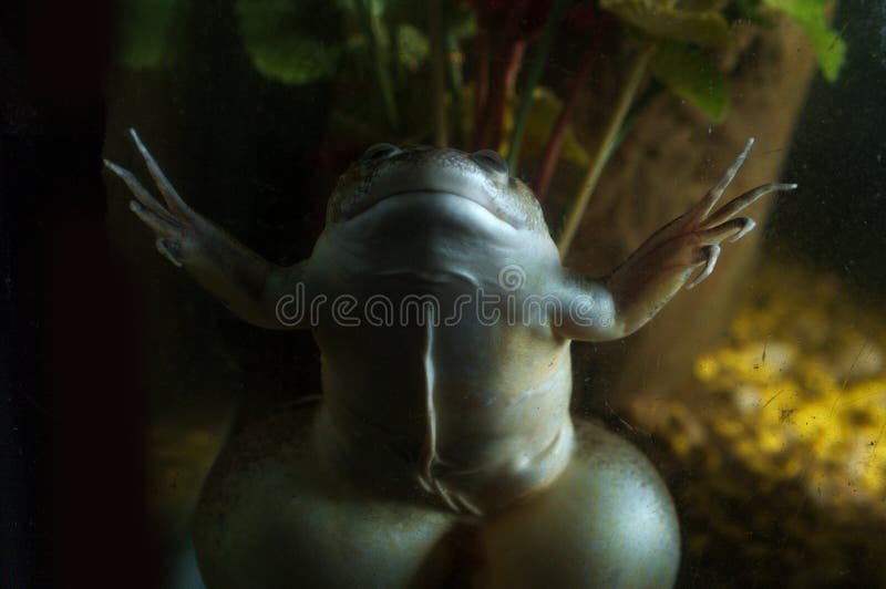 African Clawed Frog. Large adult African clawed frog swimming in dirty water royalty free stock image