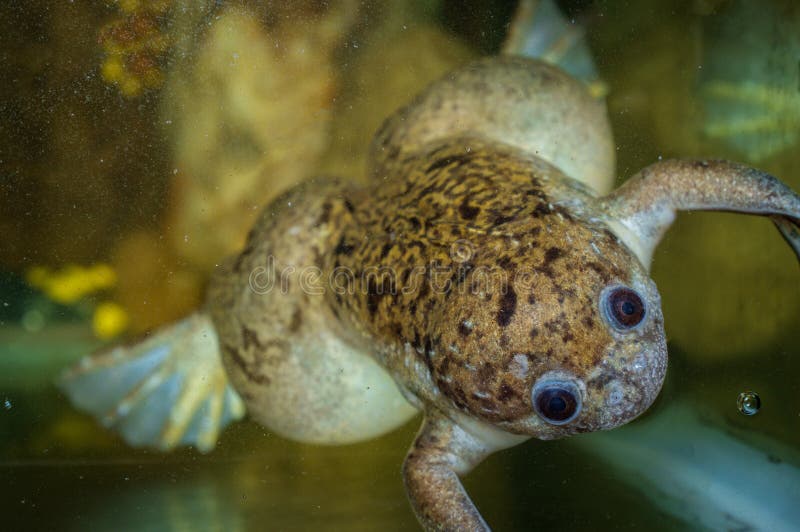 African Clawed Frog. Large adult African clawed frog swimming in dirty water royalty free stock photo