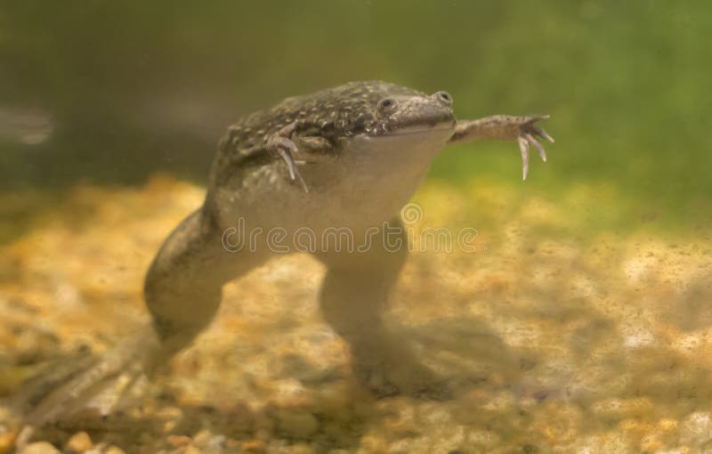 African Clawed Frog. Xenopus laevis swimming in a tank stock image