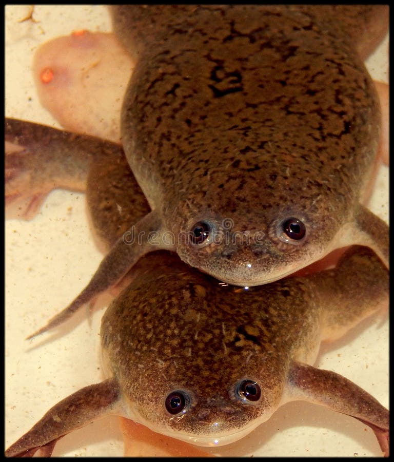 African clawed frogs. Xenopus Laevis royalty free stock photos