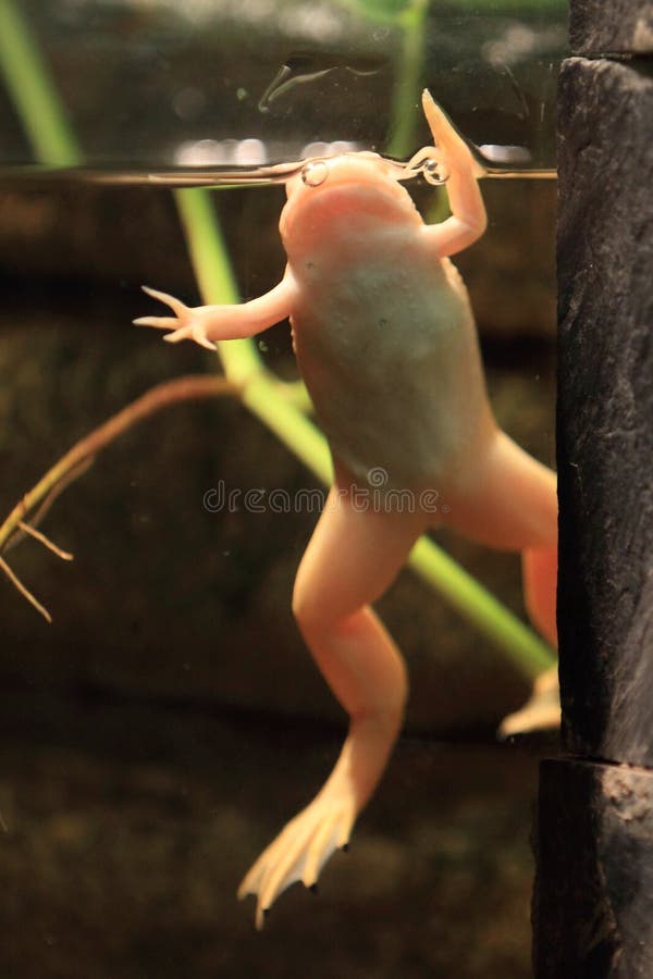 African clawed toad. In water royalty free stock photo