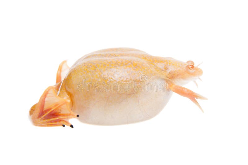 Albino african clawed frog on white background. Albino african clawed frog or Xenopus laevis frog isolated on white background royalty free stock images