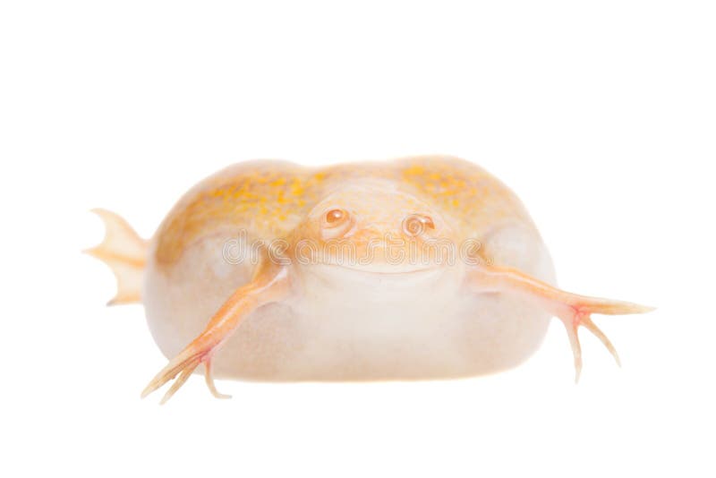 Albino african clawed frog on white background. Albino african clawed frog or Xenopus laevis frog isolated on white background royalty free stock image