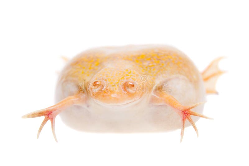 Albino african clawed frog on white background. Albino african clawed frog or Xenopus laevis frog isolated on white background stock images