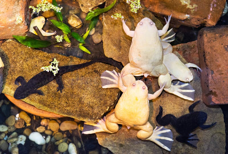 Albino clawed frogs in the water. Albino clawed frogs sitting on the stone in the water stock images