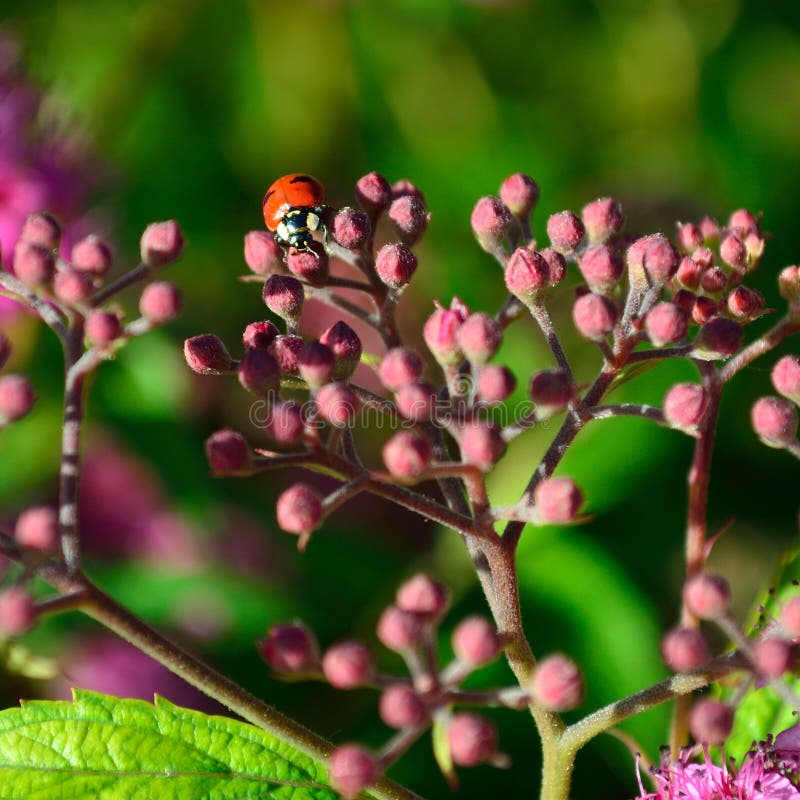 Closeup lady bug on buds of anthony waterer spirea bumalda pink flowering bush masthead text area square. Anthony waterer spirea, spiraea X bumalda – deciduous stock photography