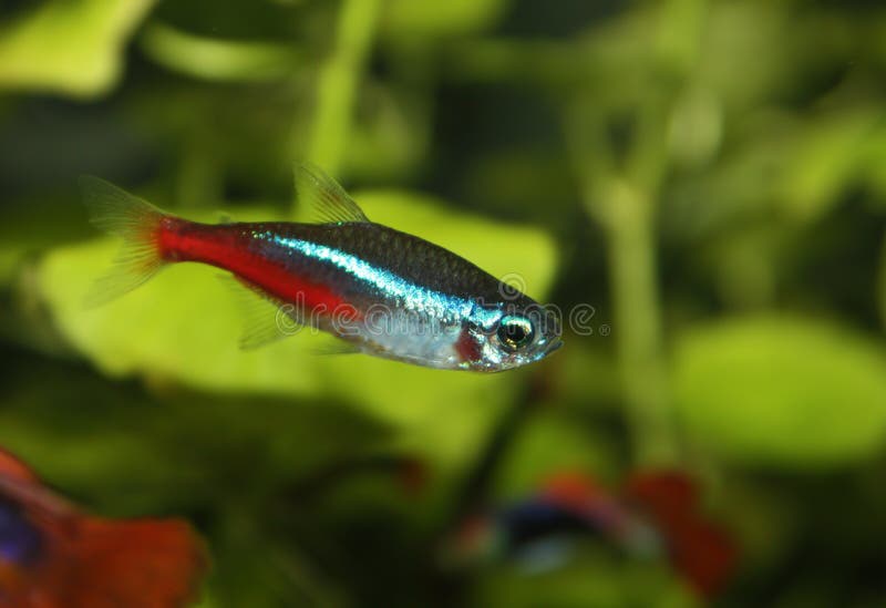 Aquarium fish neon. Close up royalty free stock image