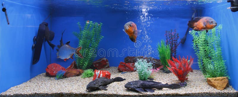 Aquarium fish tank stock photography