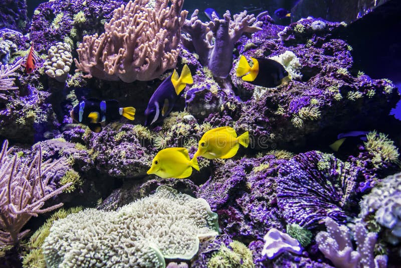Aquarium fish royalty free stock images
