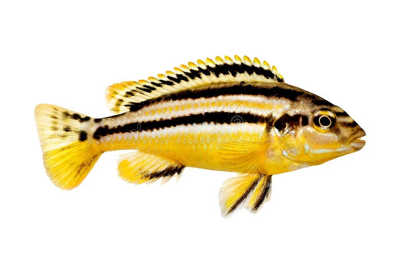 Auratus cichlid Melanochromis auratus golden mbuna aquarium fish isolated royalty free stock photo