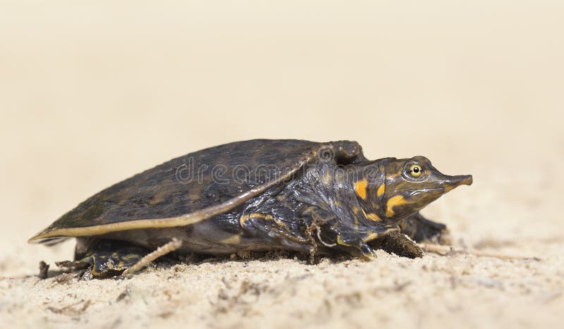 Baby Florida Softshell (Apalone ferox) Turtle stock photos