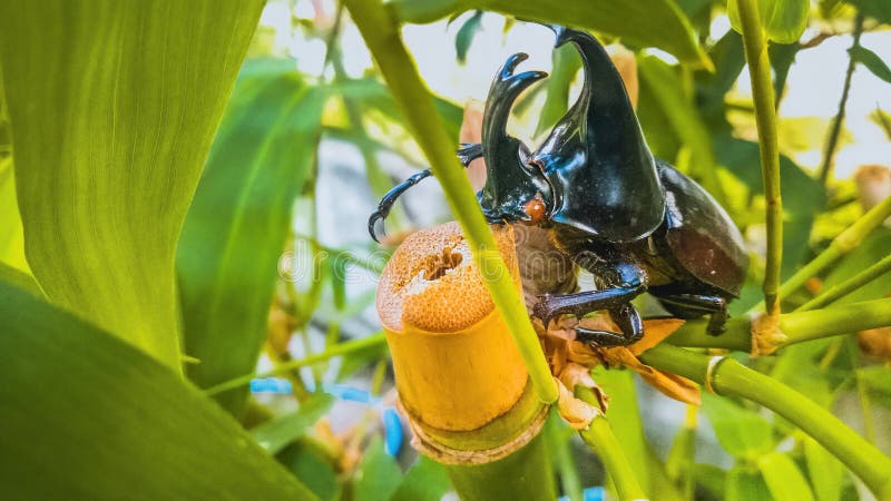 Beetle on a bamboo branch. Dynastinae or rhinoceros beetles are a subfamily of the scarab beetle family. Other common names are rhinoceros beetles – include stock photo