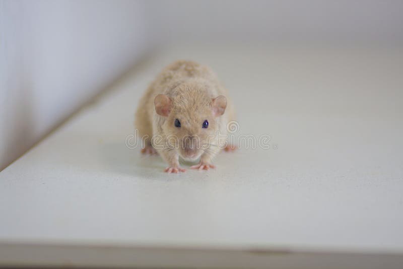 Beige mouse on the table. The rat looks straight. Pets decorative. Animals royalty free stock images