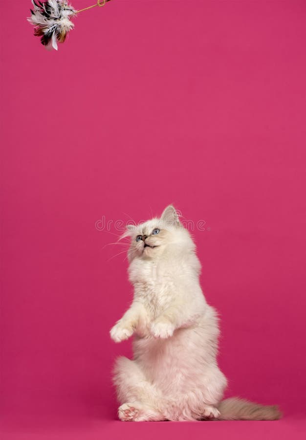 Birman cat on hind legs, looking up at a toy stock photo