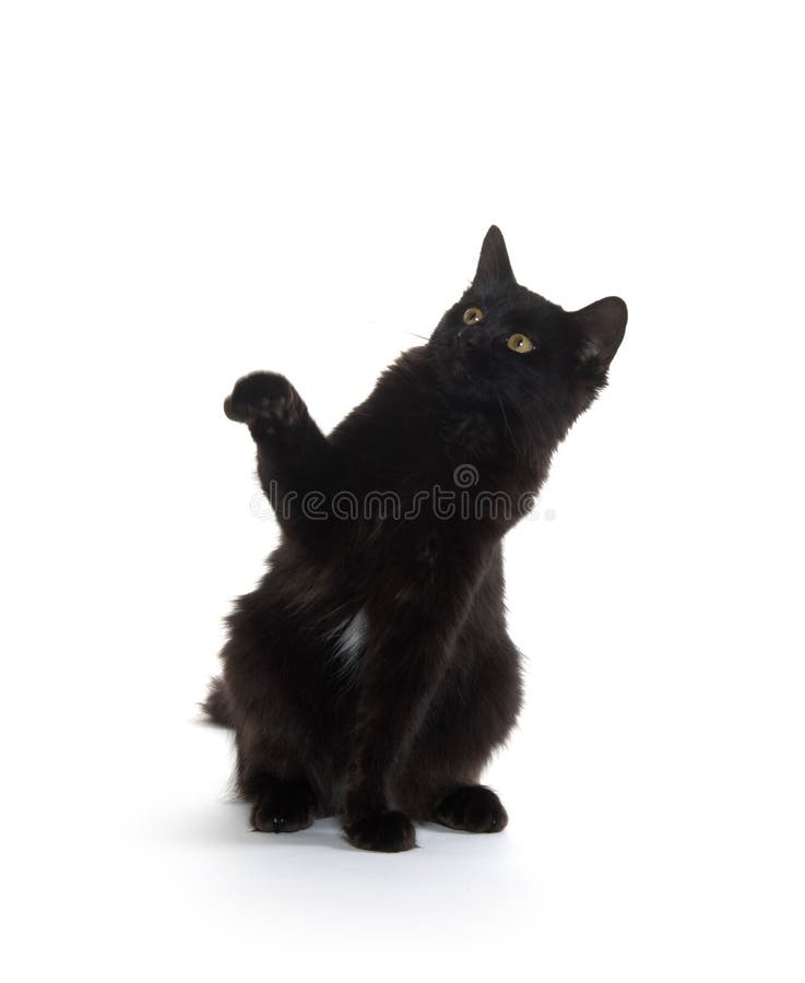 Black cat swinging its paws royalty free stock photo