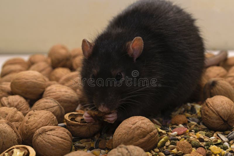 Black decorative rat with walnuts.  stock photography