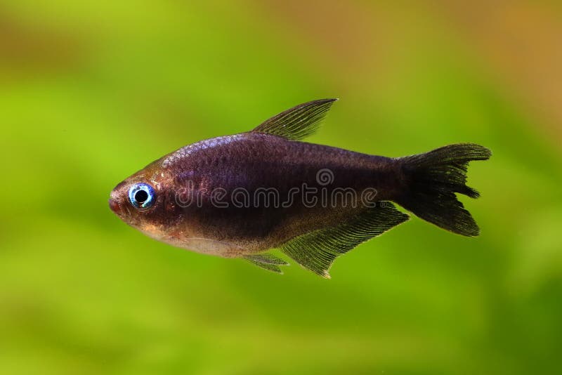 Black emperor tetra Nematobrycon amphiloxus tropical aquarium fish neon tetra. Fish stock photography