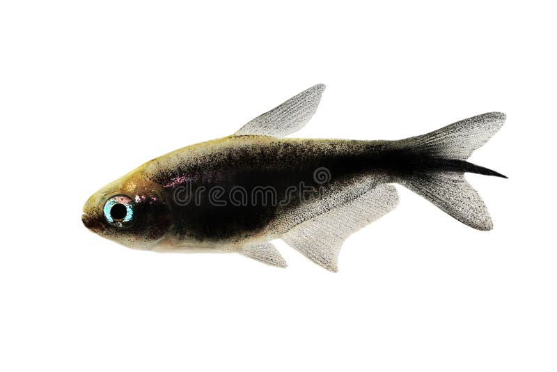 Black emperor tetra Nematobrycon amphiloxus tropical aquarium fish neon tetra. F royalty free stock image