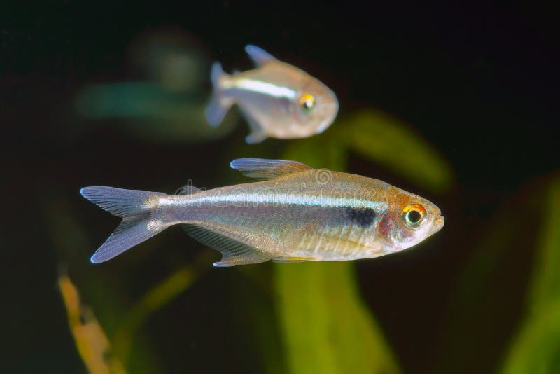 Black neon. Tetra fish in aquarium royalty free stock image