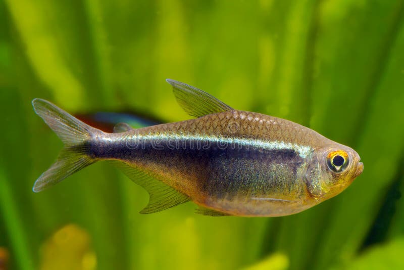 Black Neon Tetra. Fish in the aquarium stock photos