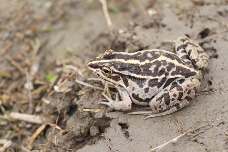 Black-spotted Pond Frog stock photo