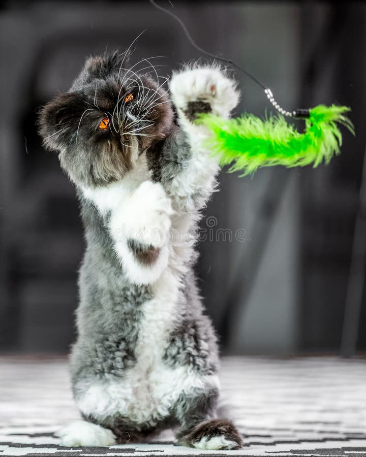 Black and white Persian cat on a rug on its hind legs playing with a green cat toy stock images