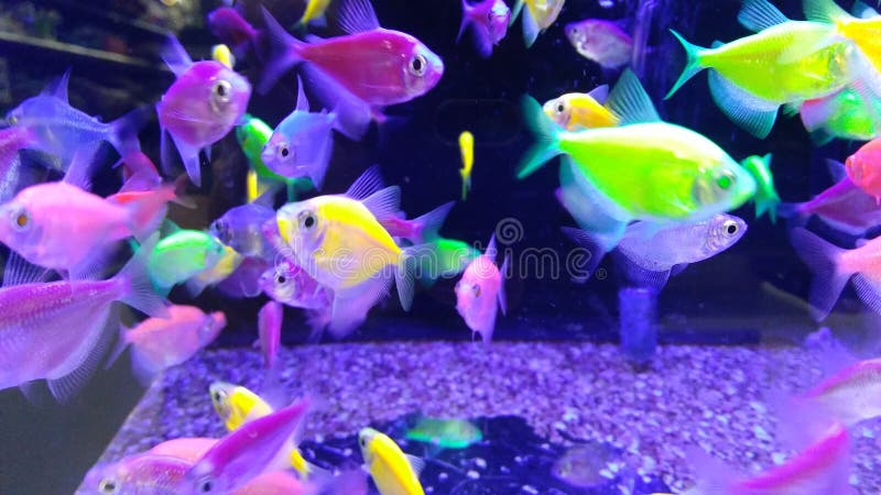 Bright Neon Colored Fish. Many Bright Neon Colored Fish Swimming In Aquarium with purple rocks stock image