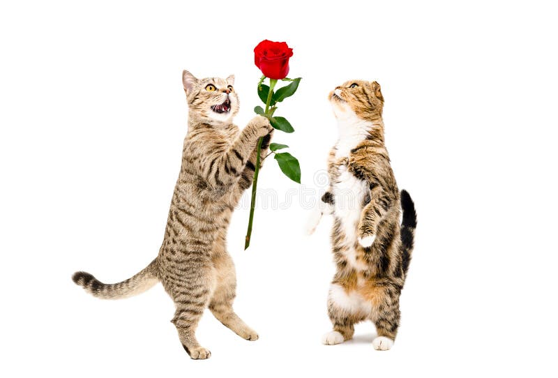 Cat presents a rose to a cat, standing on hind legs royalty free stock photos