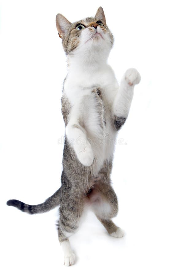 Cat Standing on Hind Legs stock photo