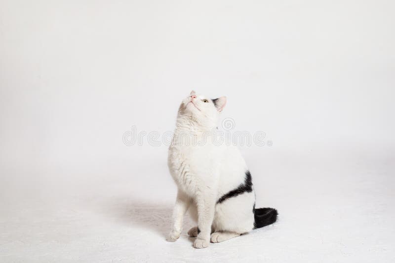 The cat stands on its hind legs and looks up royalty free stock photos