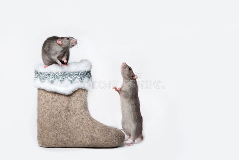 Charming pet. Decorative rat Dumbo is sitting on a felt boot. 2020 year of the rat. Copy space. White isolated background. Decorative rat Dumbo is sitting on a royalty free stock photography
