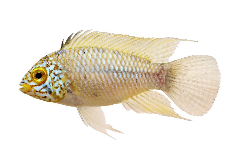 Cichlid Apisto neon blue head aquarium fish Apistogramma resticulosa. Fish royalty free stock images