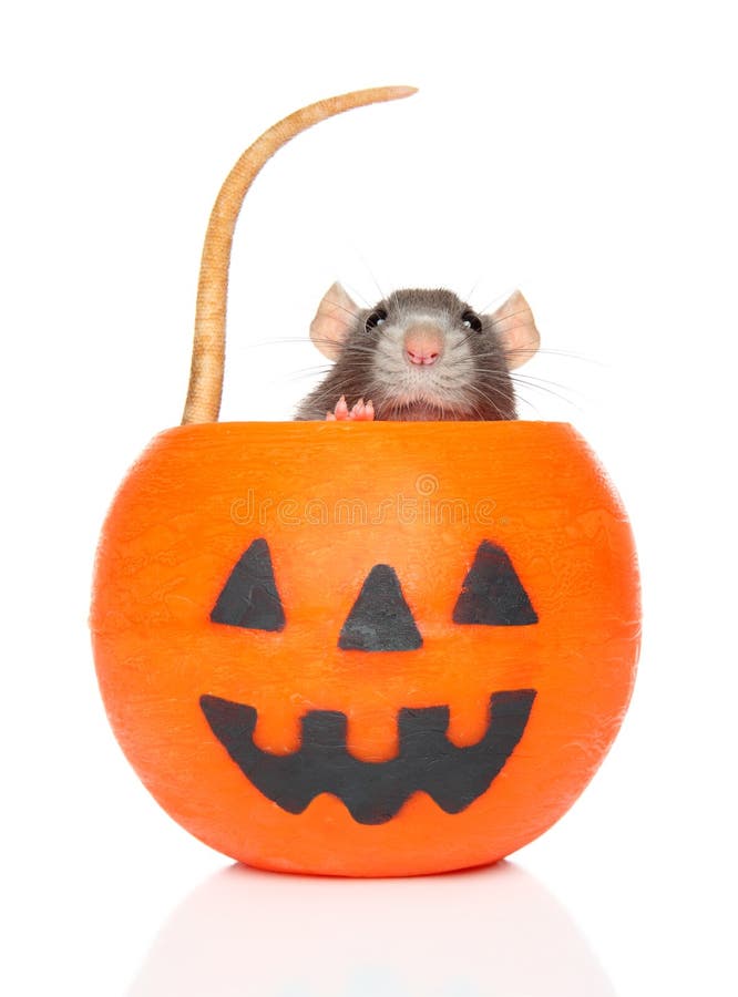 Decorative rat in orange Halloween candlelight. Close-up of a Decorative Rat in orange Halloween candlelight, front view royalty free stock photos
