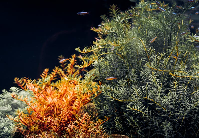 Closeup of Aquarium Tank, with Neon fish swimming. Closeup of Aquarium Tank, with Neon fish swimming around in ornamental fish exhibition stock photo