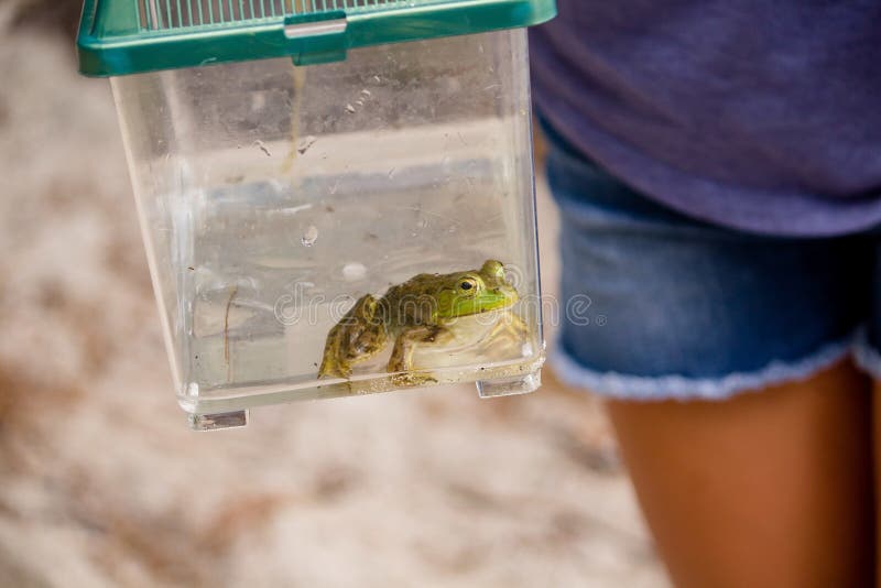 Closeup of a frog captured in a plastic box with a female in the background. A closeup of a frog captured in a plastic box with a female in the background stock image