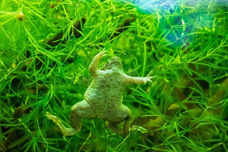 Closeup shot of an African clawed frog in the aquarium. A closeup shot of an African clawed frog in the aquarium stock photos