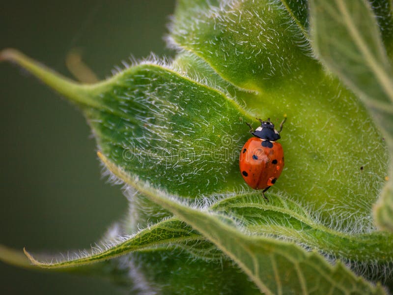 Ladybug on the back of a Sunflower. Coccinellidae /ˌkɒksɪˈnɛlɪdiː/[3] is a widespread family of small beetles ranging in size from 0.8 to 18 mm 0.03 to 0 stock photo