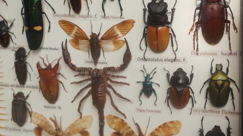 Collection of different insect pinned on canvas. Entomological collection of exotic beetles pinned on canvas with names of species.  stock photo