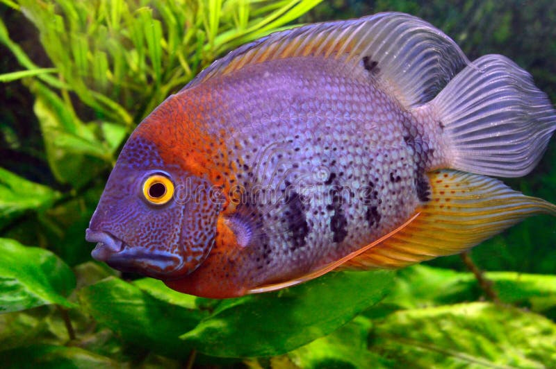Colorful aquarium fish stock photography