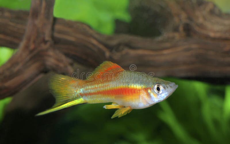 Colorful Male Neon Swordtail Fish in an Aquarium. A Colorful Male Neon SwordTail Tropical Fish in an Aquarium royalty free stock photos