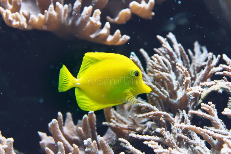 Colorful neon yellow tang fish in an aquarium. Colorful neon yellow tang fish swimming in a saltwater aquarium or tank amongst corals, side view stock photography