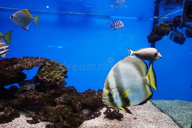 Colorful tropical fish in an aquarium with aquatic plants, corals and neon lights.  royalty free stock images