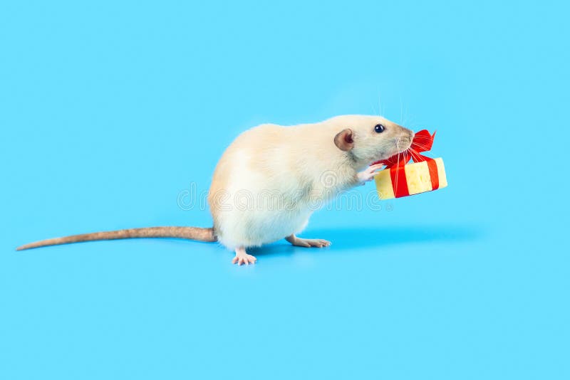 Cute decorative rat with cheese gift and red bow on a blue background. Cute decorative rat with cheese gift and red bow on blue background royalty free stock images