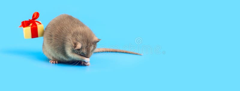 Cute decorative rat with cheese gift and red bow on a blue background. Cute decorative rat with cheese gift and red bow on blue background royalty free stock image