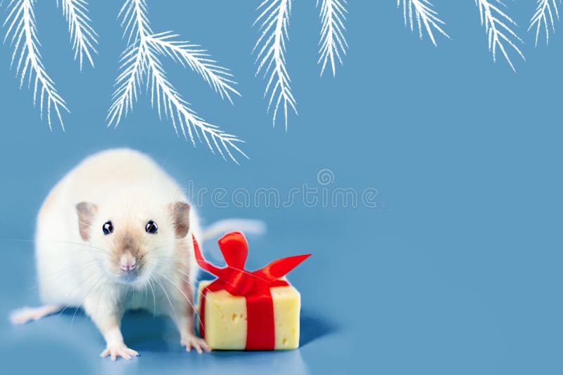 Cute decorative rat with cheese gift and red bow on a blue background. Cute decorative rat with cheese gift and red bow on blue background stock photography