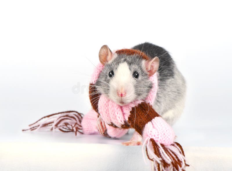 Cute decorative rat with woolen striped scarf. Decorative rat with woolen striped scarf close-up over white background royalty free stock images